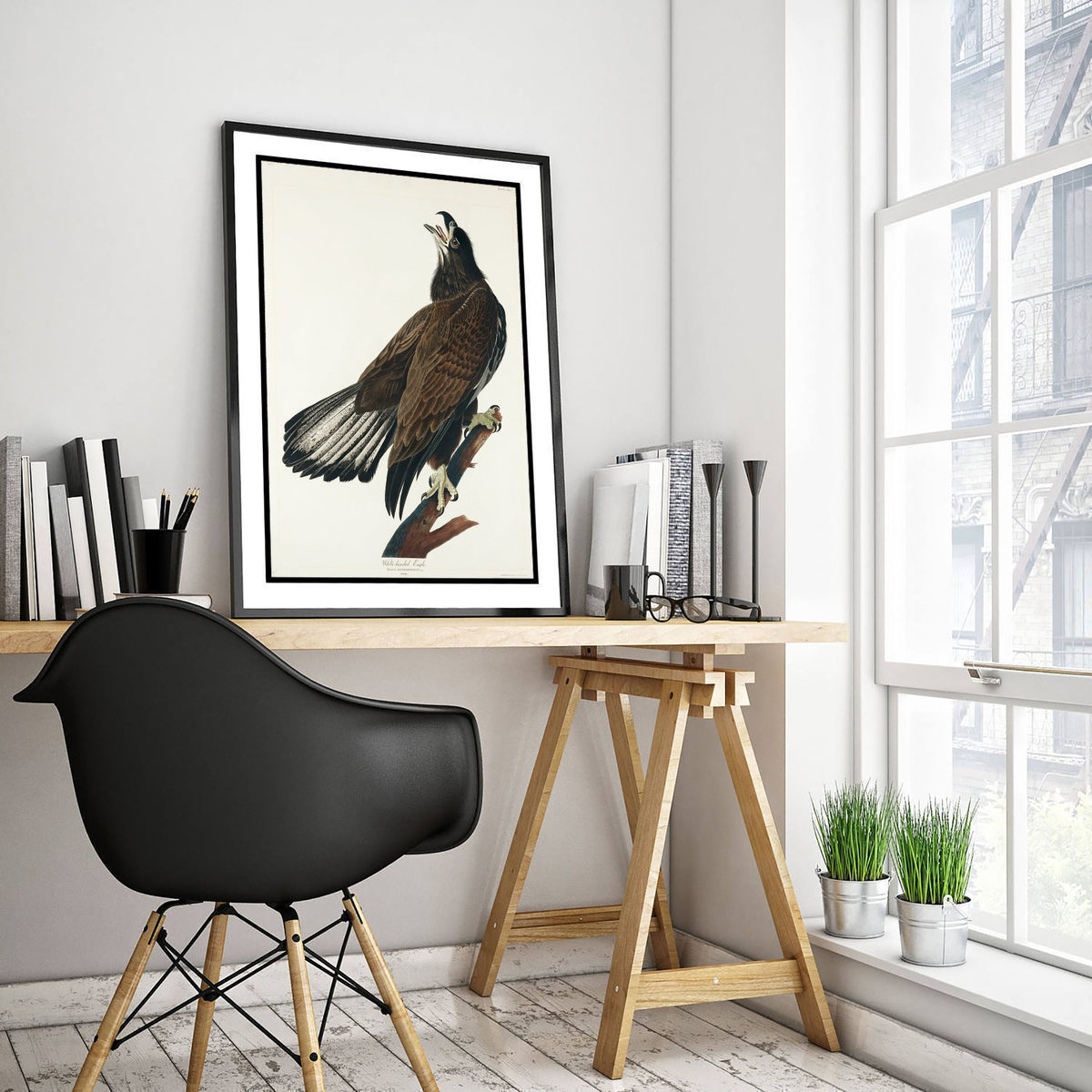 Bald Eagle Art Print Juvenile - John James Audubon Birds of America Poster - Vintage Ornithology Illustration