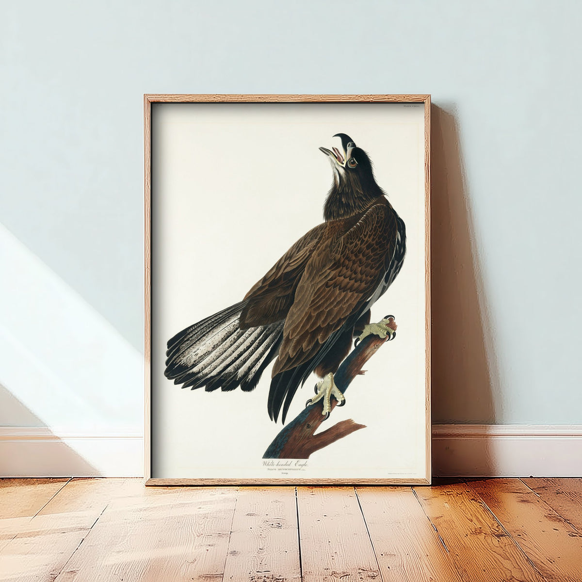 Bald Eagle Art Print Juvenile - John James Audubon Birds of America Poster - Vintage Ornithology Illustration