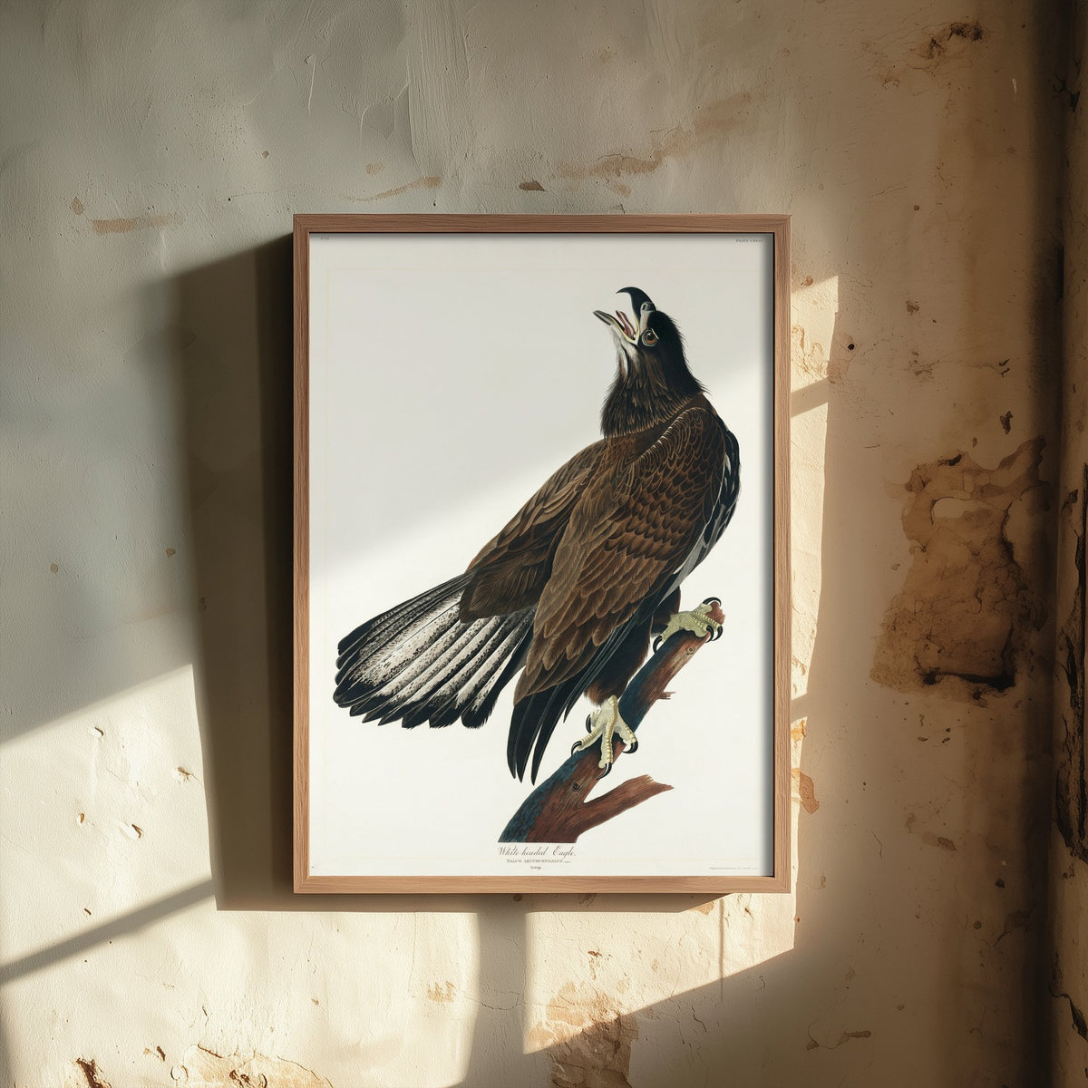 Bald Eagle Art Print Juvenile - John James Audubon Birds of America Poster - Vintage Ornithology Illustration