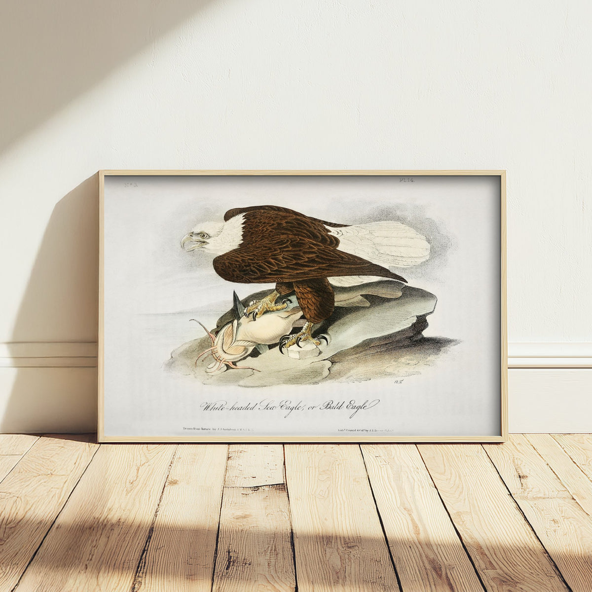 Bald Eagle Art Print with Prey - John James Audubon Birds of America Poster - Vintage Ornithology Illustration
