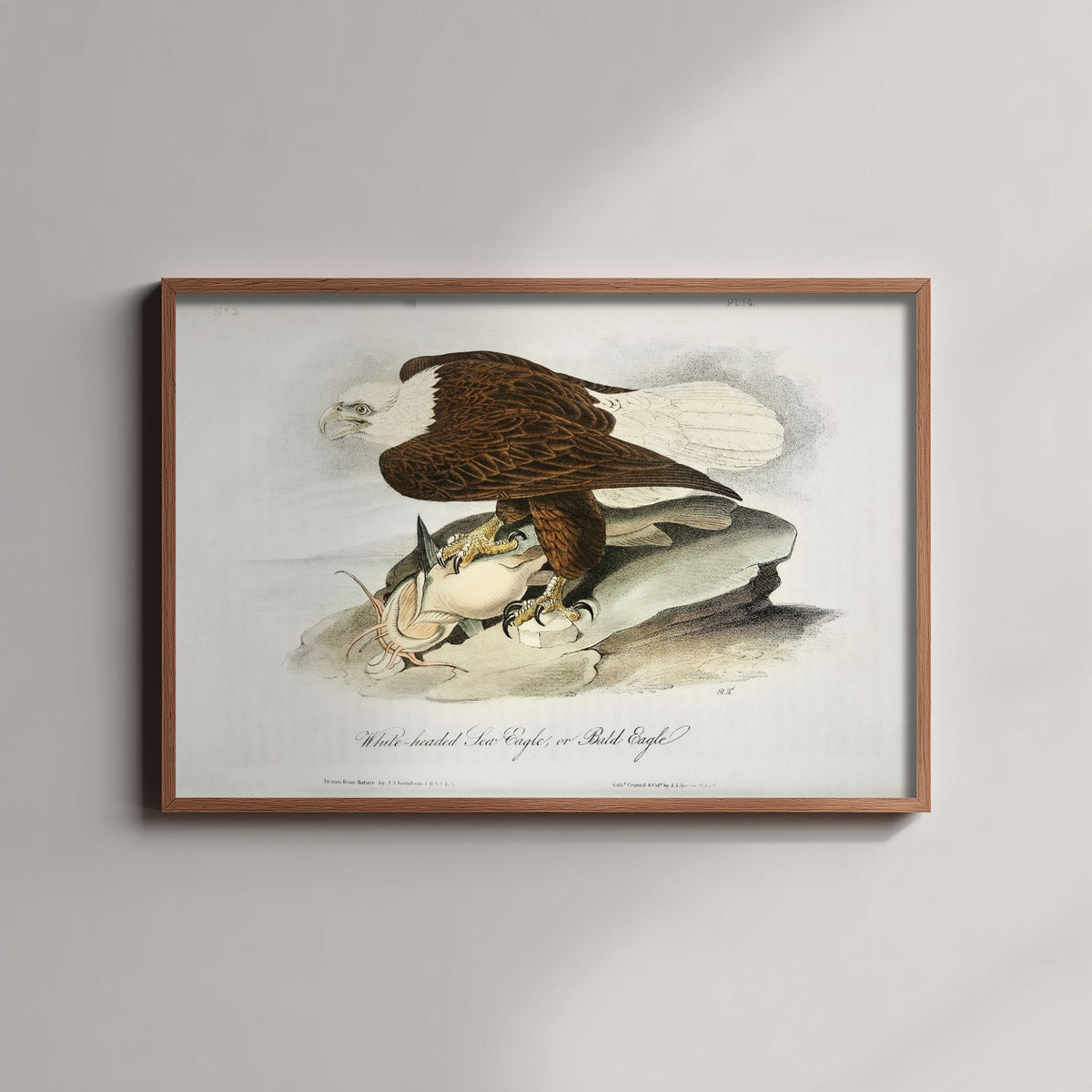 Bald Eagle Art Print with Prey - John James Audubon Birds of America Poster - Vintage Ornithology Illustration