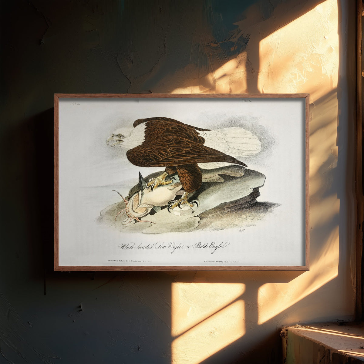 Bald Eagle Art Print with Prey - John James Audubon Birds of America Poster - Vintage Ornithology Illustration