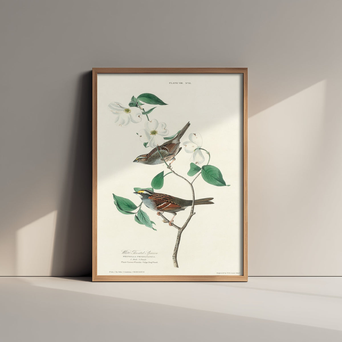 White-throated Sparrow Art Print - John James Audubon Birds of America Poster - Vintage Ornithology Illustration