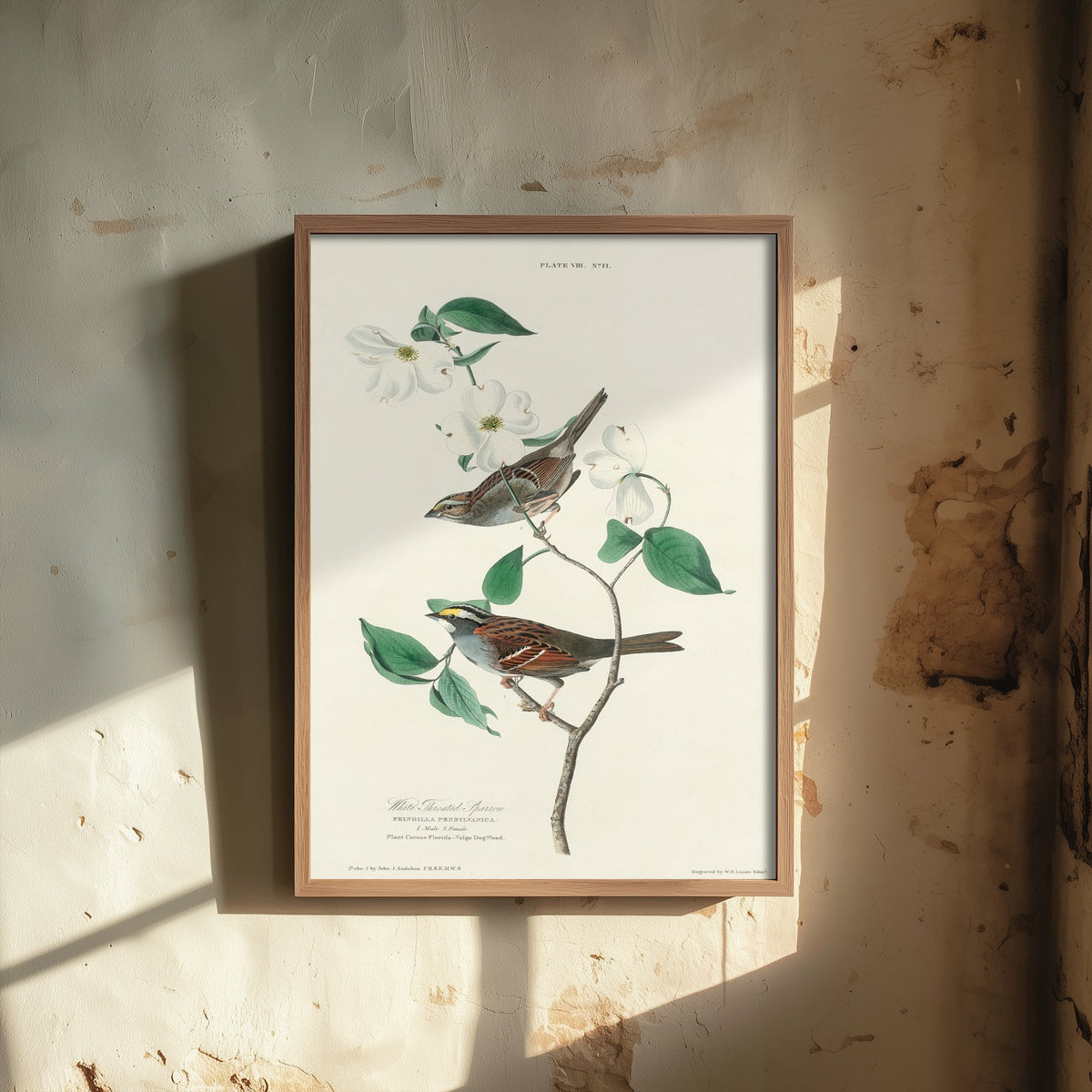 White-throated Sparrow Art Print - John James Audubon Birds of America Poster - Vintage Ornithology Illustration