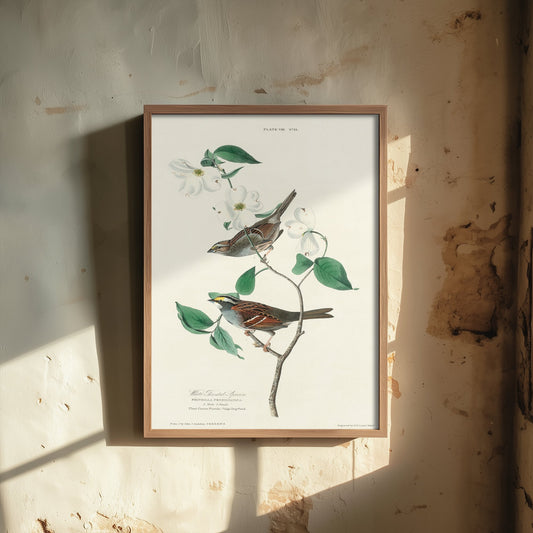 White-throated Sparrow Art Print - John James Audubon Birds of America Poster - Vintage Ornithology Illustration