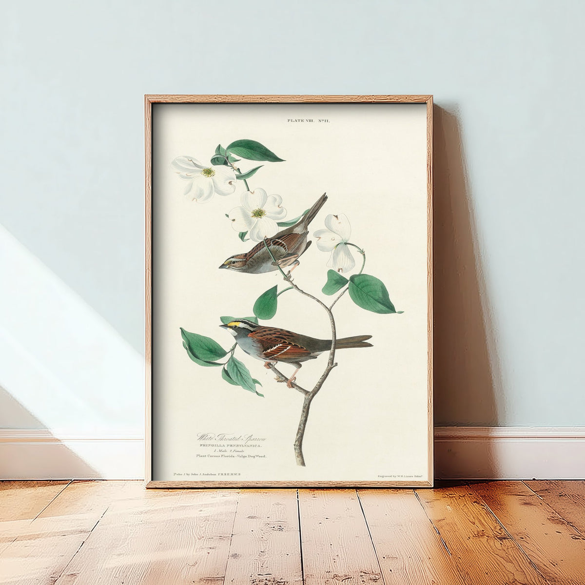 White-throated Sparrow Art Print - John James Audubon Birds of America Poster - Vintage Ornithology Illustration