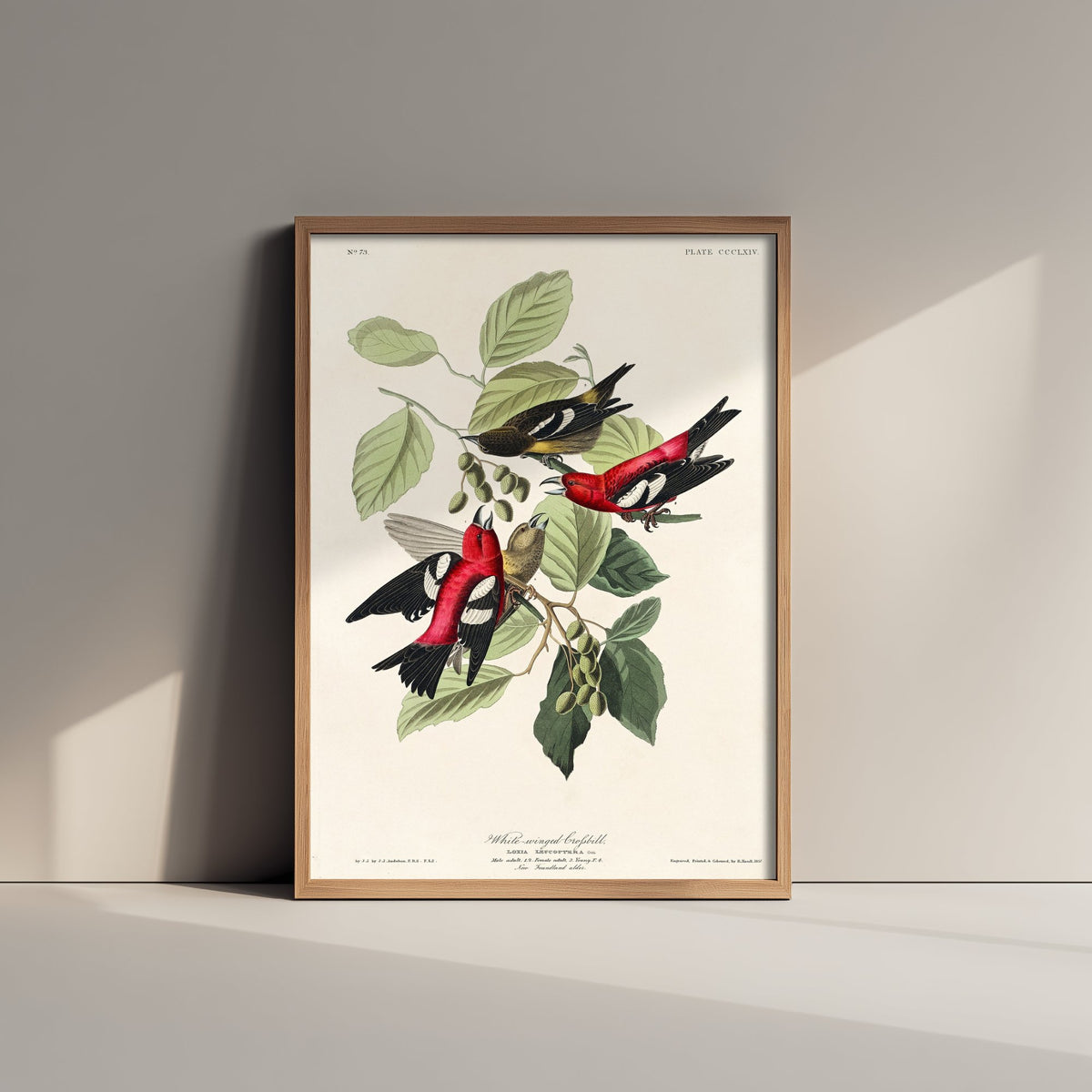 White-winged Crossbill Art Print - John James Audubon Birds of America Poster - Vintage Ornithology Illustration