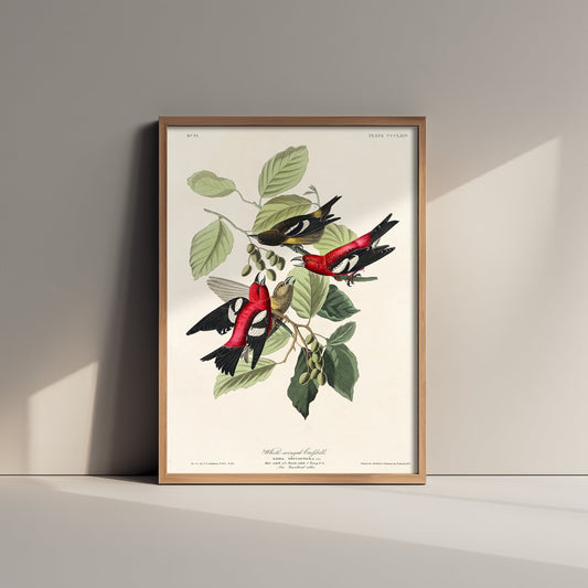 White-winged Crossbill Art Print - John James Audubon Birds of America Poster - Vintage Ornithology Illustration