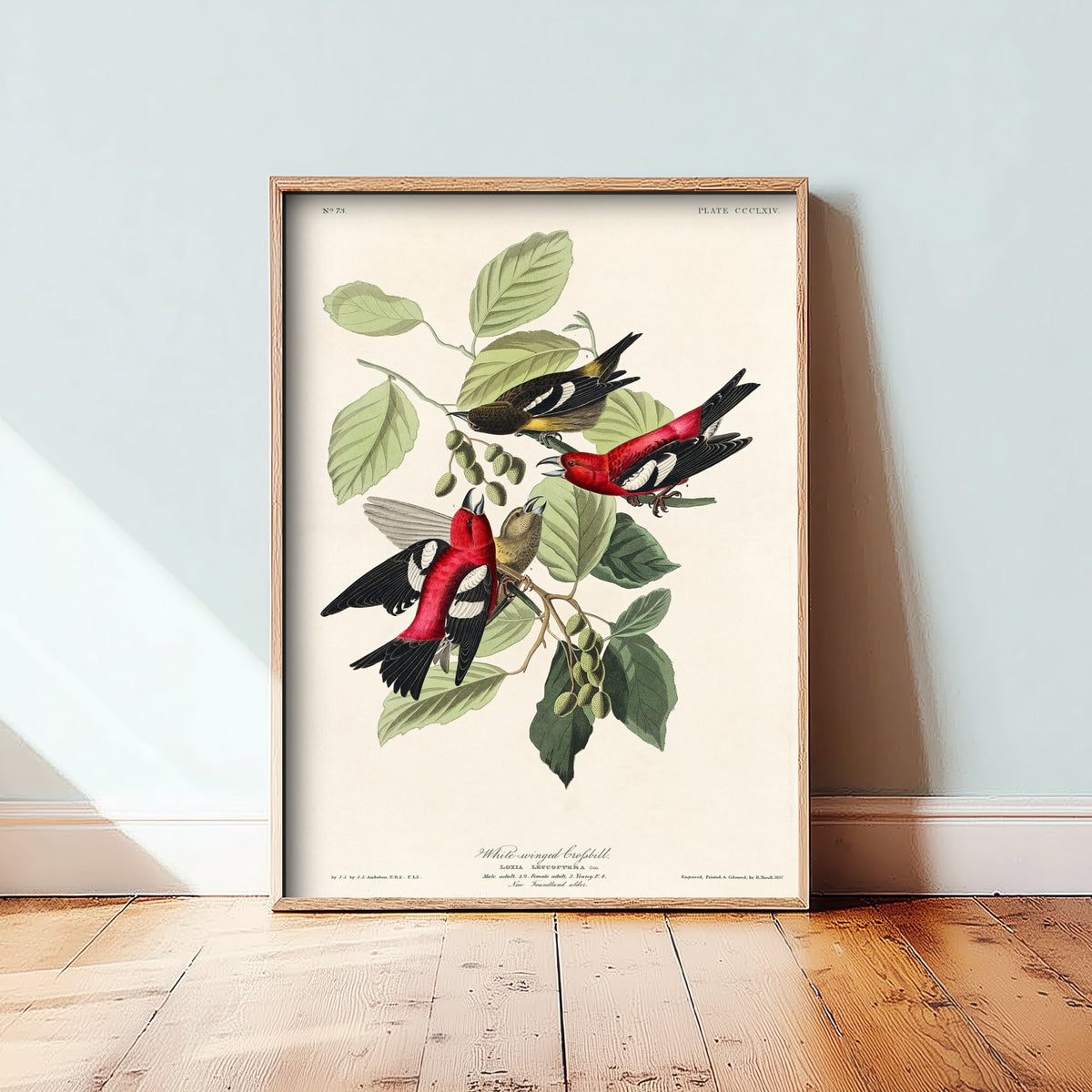 White-winged Crossbill Art Print - John James Audubon Birds of America Poster - Vintage Ornithology Illustration