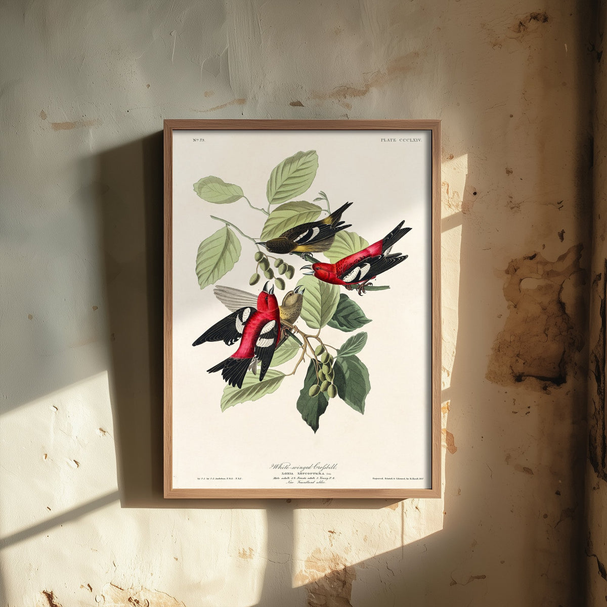 White-winged Crossbill Art Print - John James Audubon Birds of America Poster - Vintage Ornithology Illustration