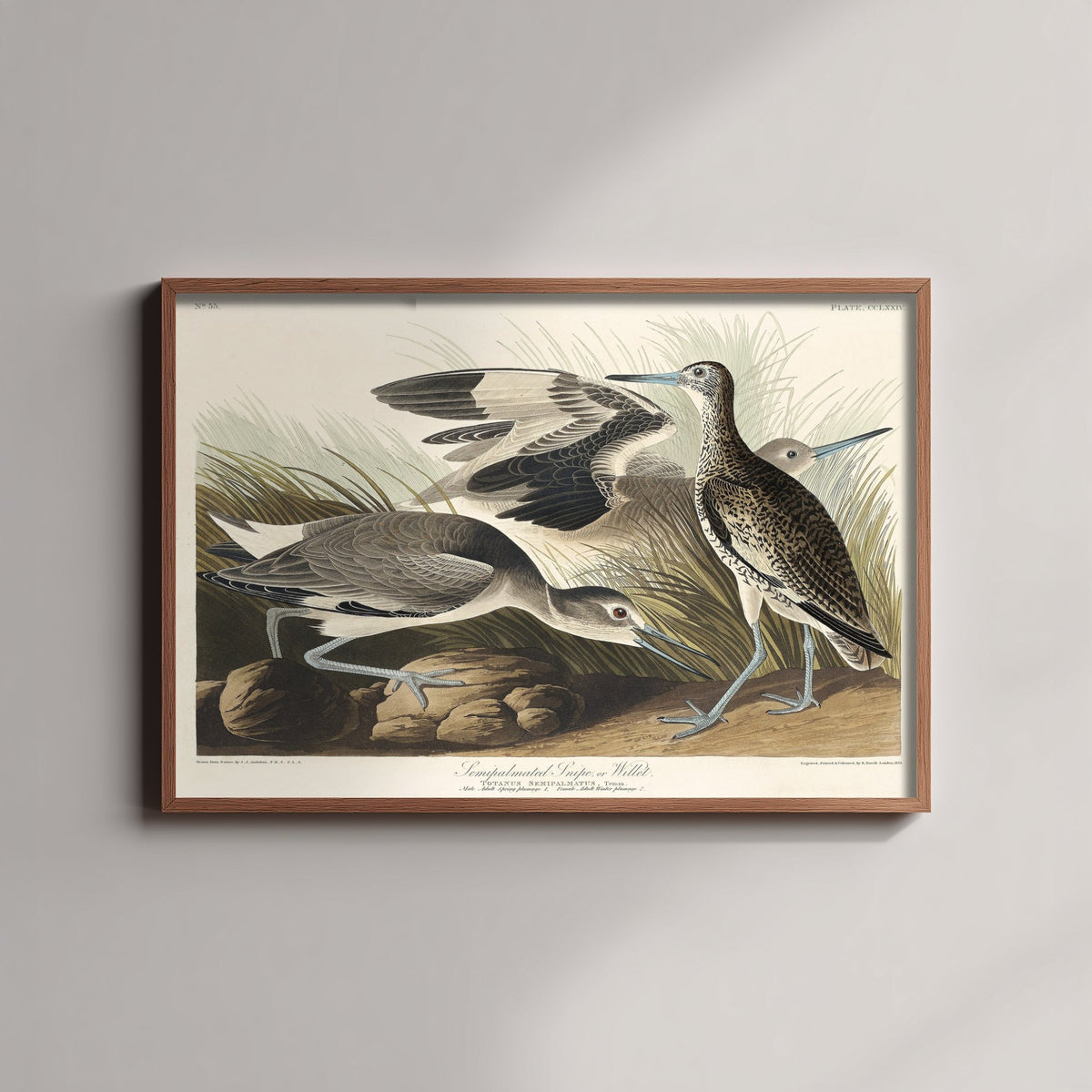 Willet Art Print - John James Audubon Birds of America Poster - Vintage Ornithology Illustration
