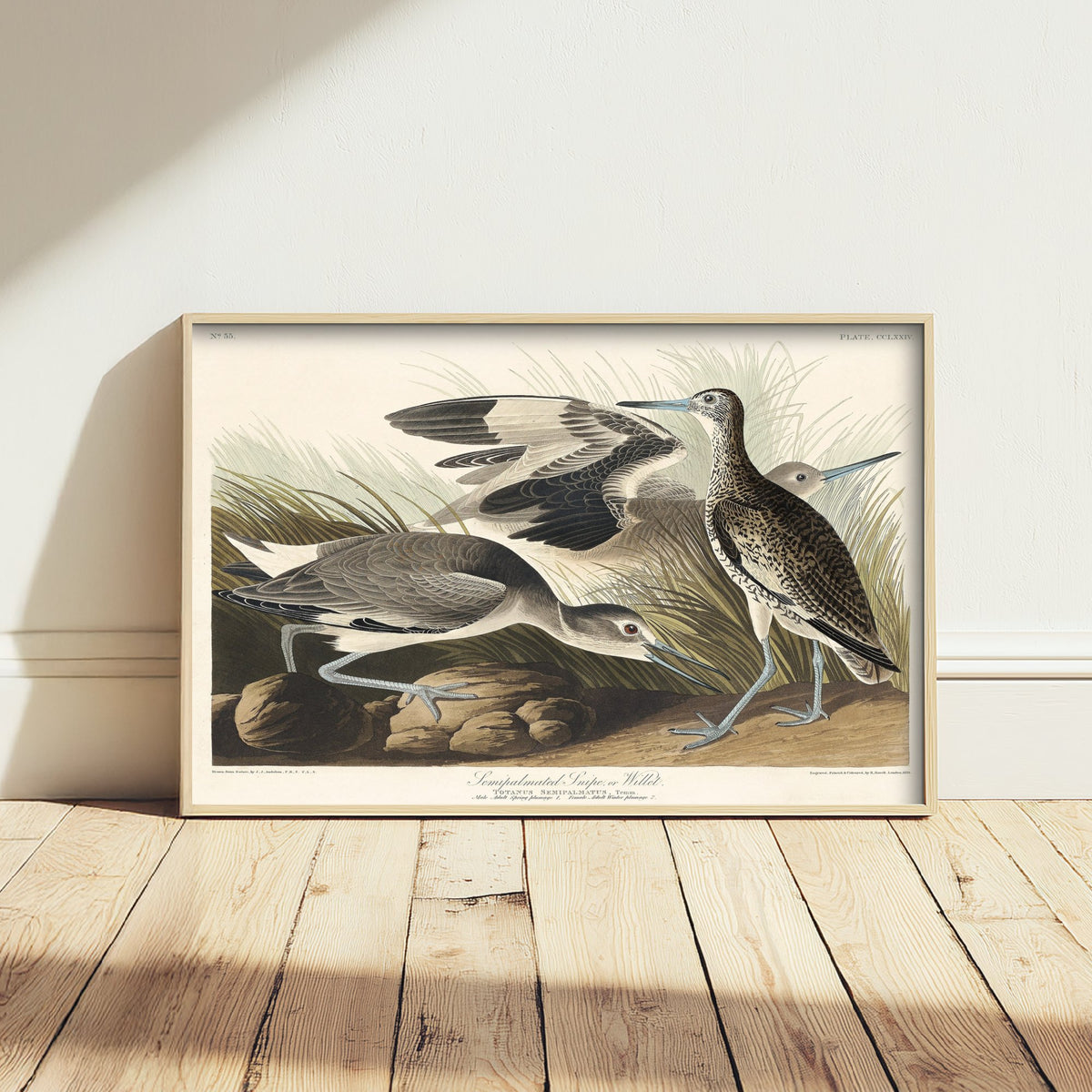 Willet Art Print - John James Audubon Birds of America Poster - Vintage Ornithology Illustration