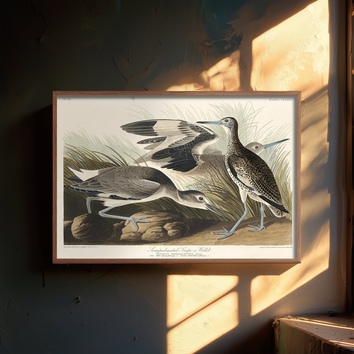 Willet Art Print - John James Audubon Birds of America Poster - Vintage Ornithology Illustration