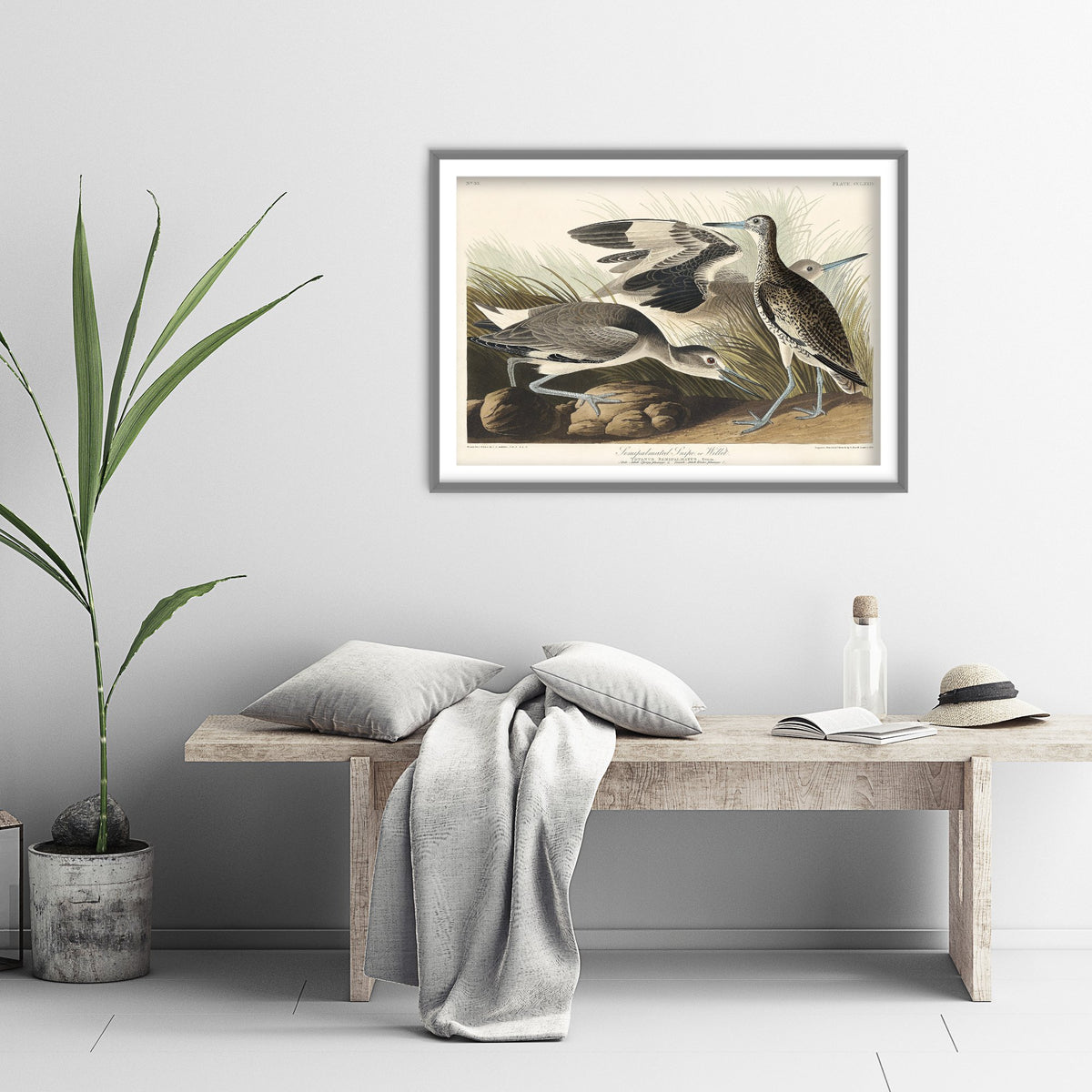 Willet Art Print - John James Audubon Birds of America Poster - Vintage Ornithology Illustration
