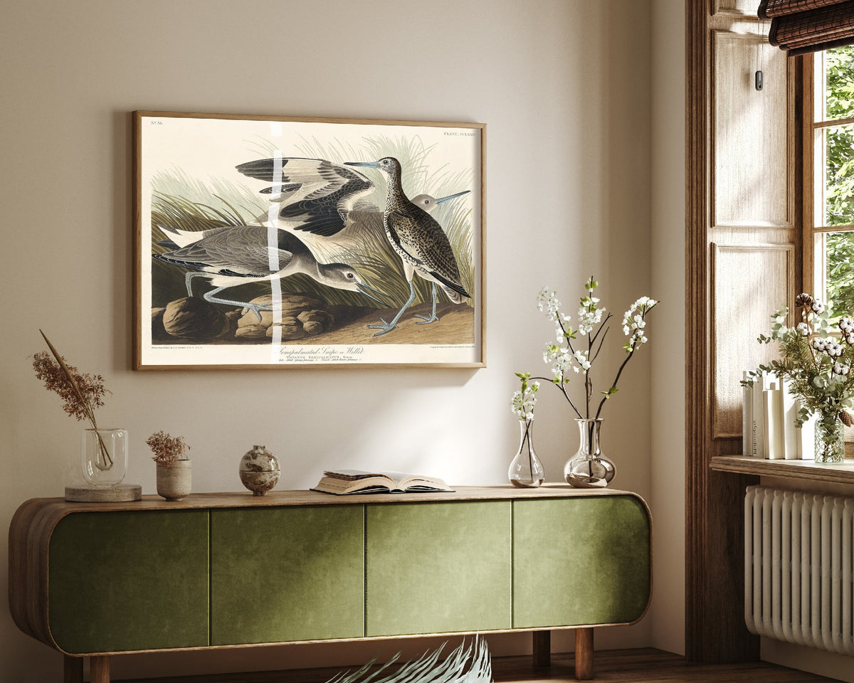 Willet Art Print - John James Audubon Birds of America Poster - Vintage Ornithology Illustration