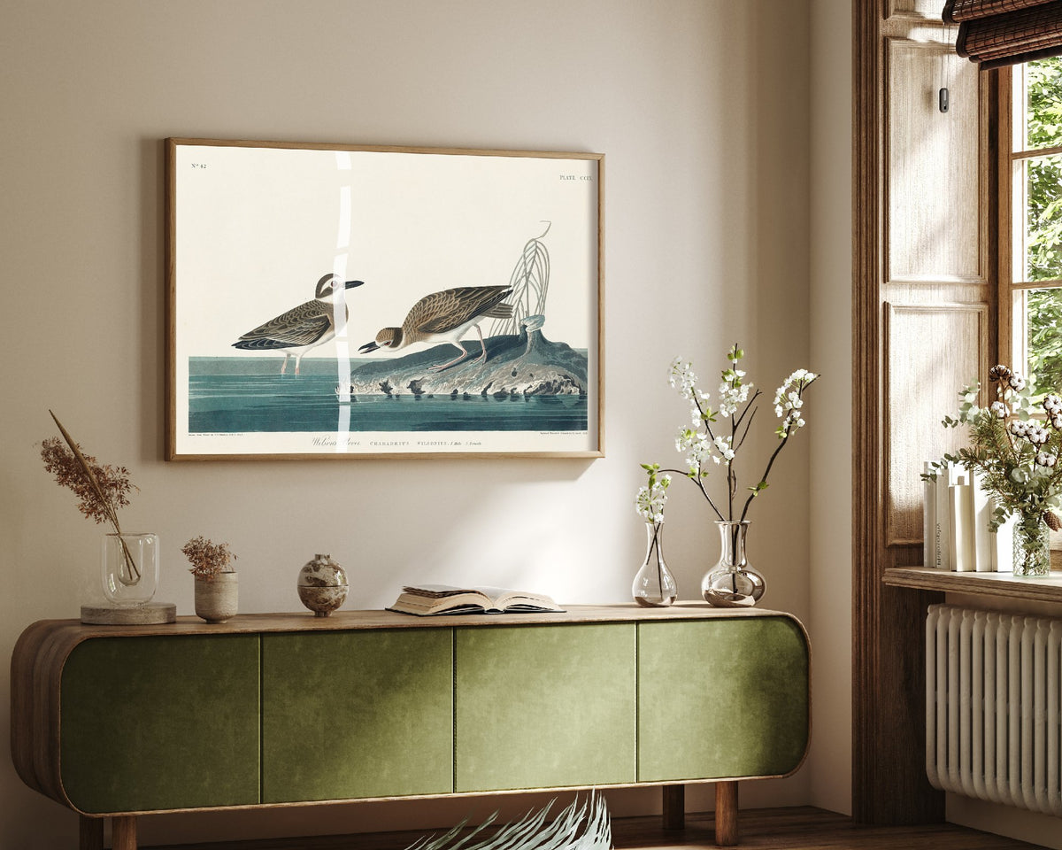 Wilson's Plover Art Print - John James Audubon Birds of America Poster - Vintage Ornithology Illustration