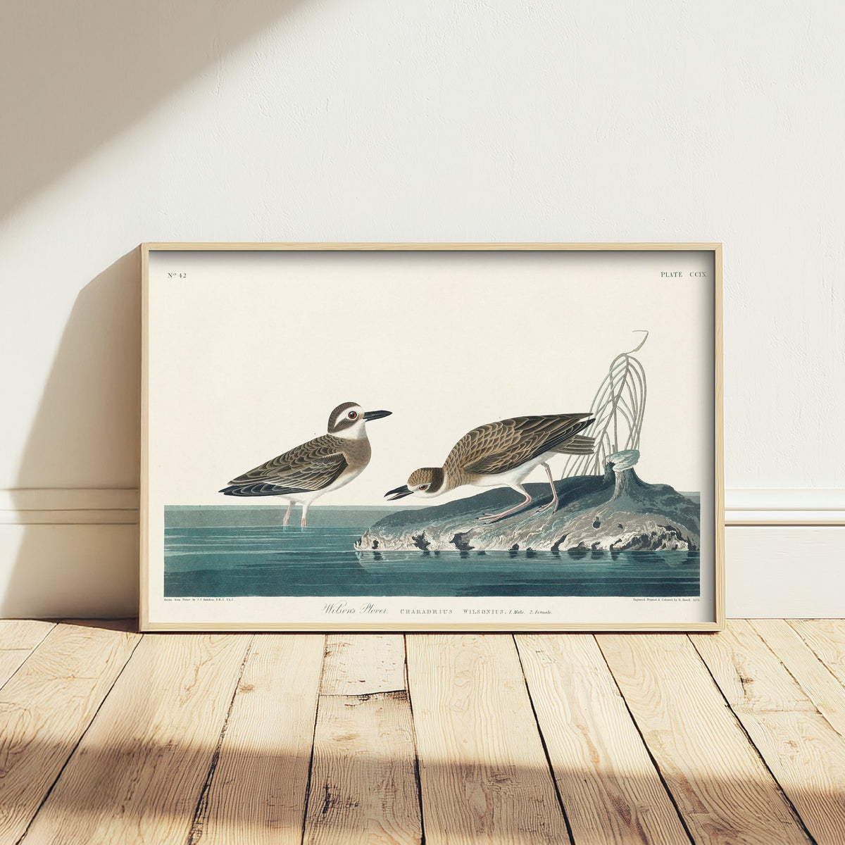 Wilson's Plover Art Print - John James Audubon Birds of America Poster - Vintage Ornithology Illustration