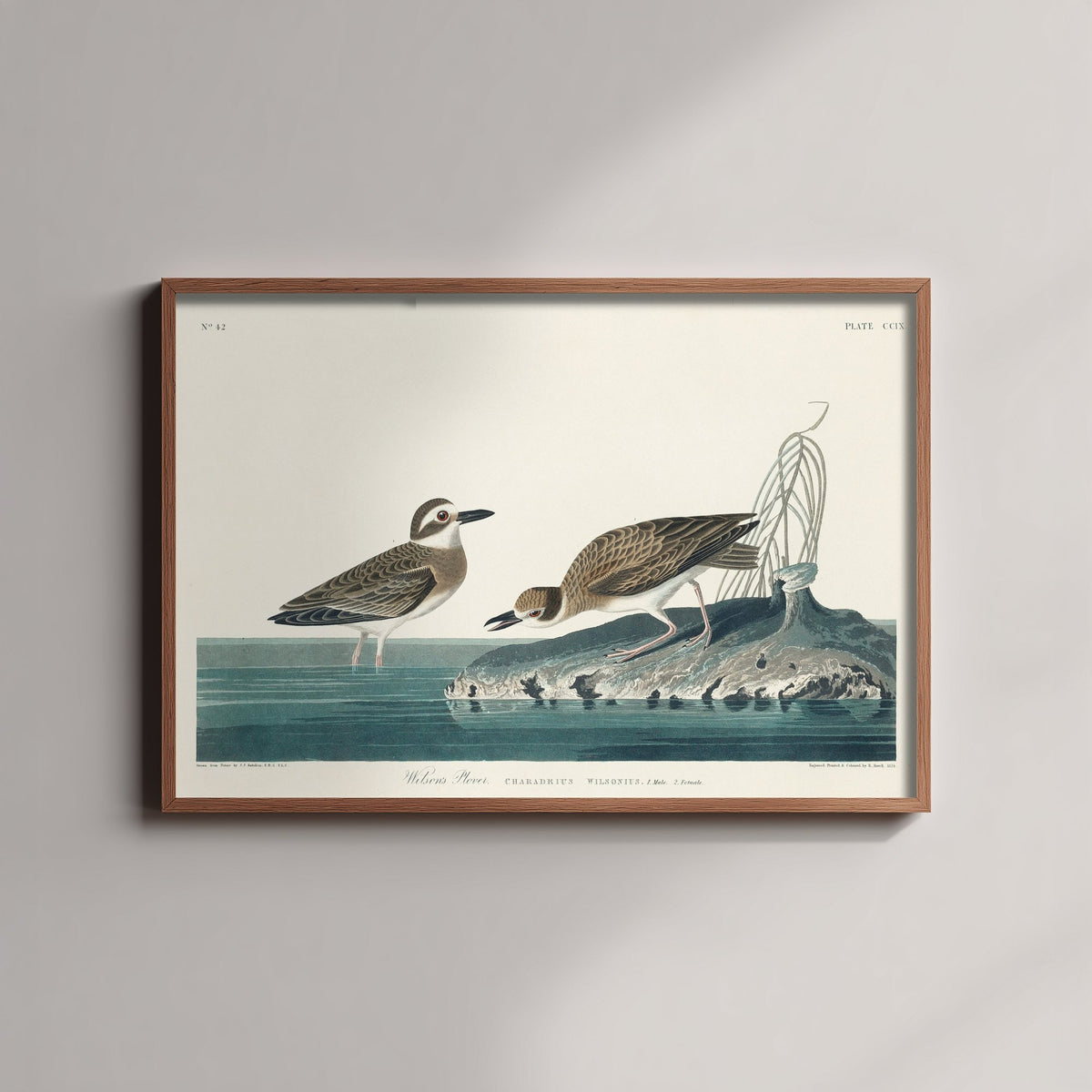 Wilson's Plover Art Print - John James Audubon Birds of America Poster - Vintage Ornithology Illustration