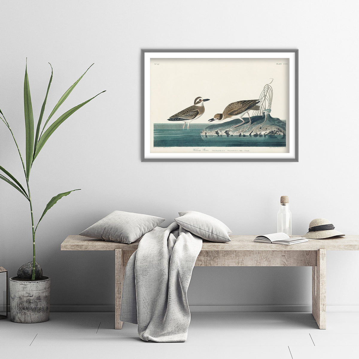 Wilson's Plover Art Print - John James Audubon Birds of America Poster - Vintage Ornithology Illustration