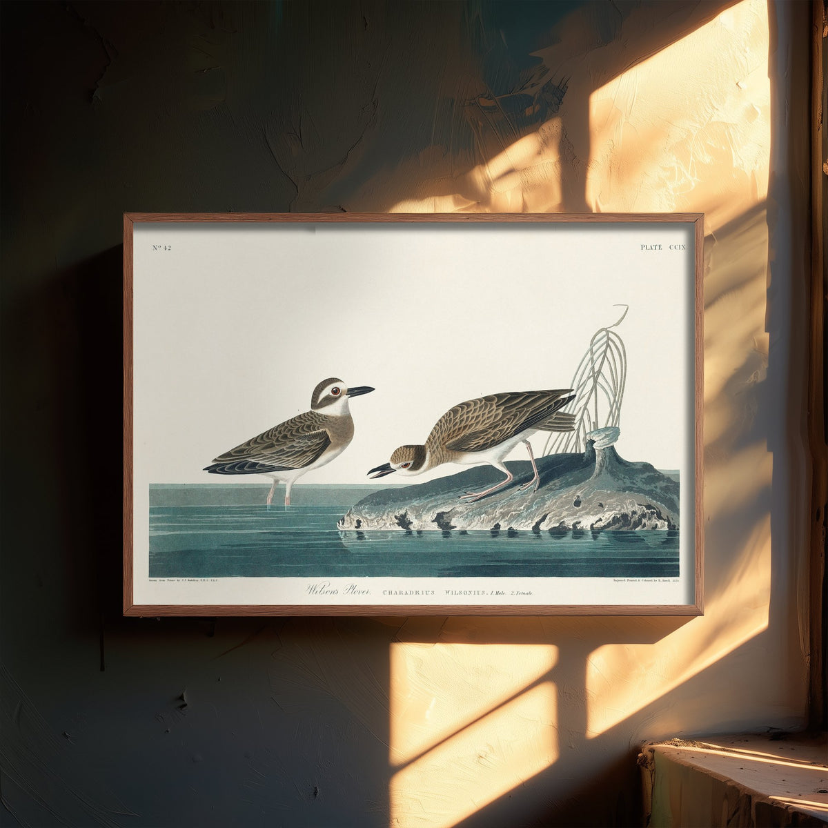 Wilson's Plover Art Print - John James Audubon Birds of America Poster - Vintage Ornithology Illustration