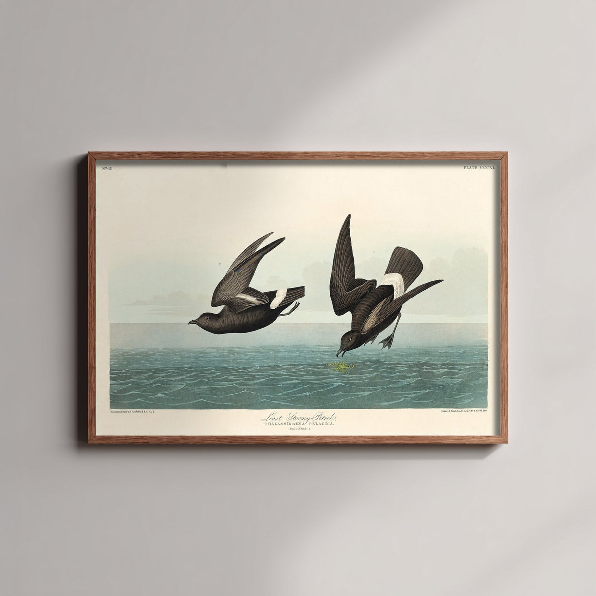 Wilson's Storm-Petrel Over Calm Sea - John James Audubon Birds of America - Vintage Ornithology Art Print Poster Illustration