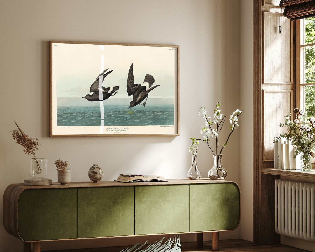 Wilson's Storm-Petrel Over Calm Sea - John James Audubon Birds of America - Vintage Ornithology Art Print Poster Illustration