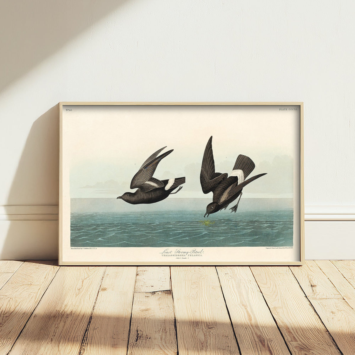 Wilson's Storm-Petrel Over Calm Sea - John James Audubon Birds of America - Vintage Ornithology Art Print Poster Illustration