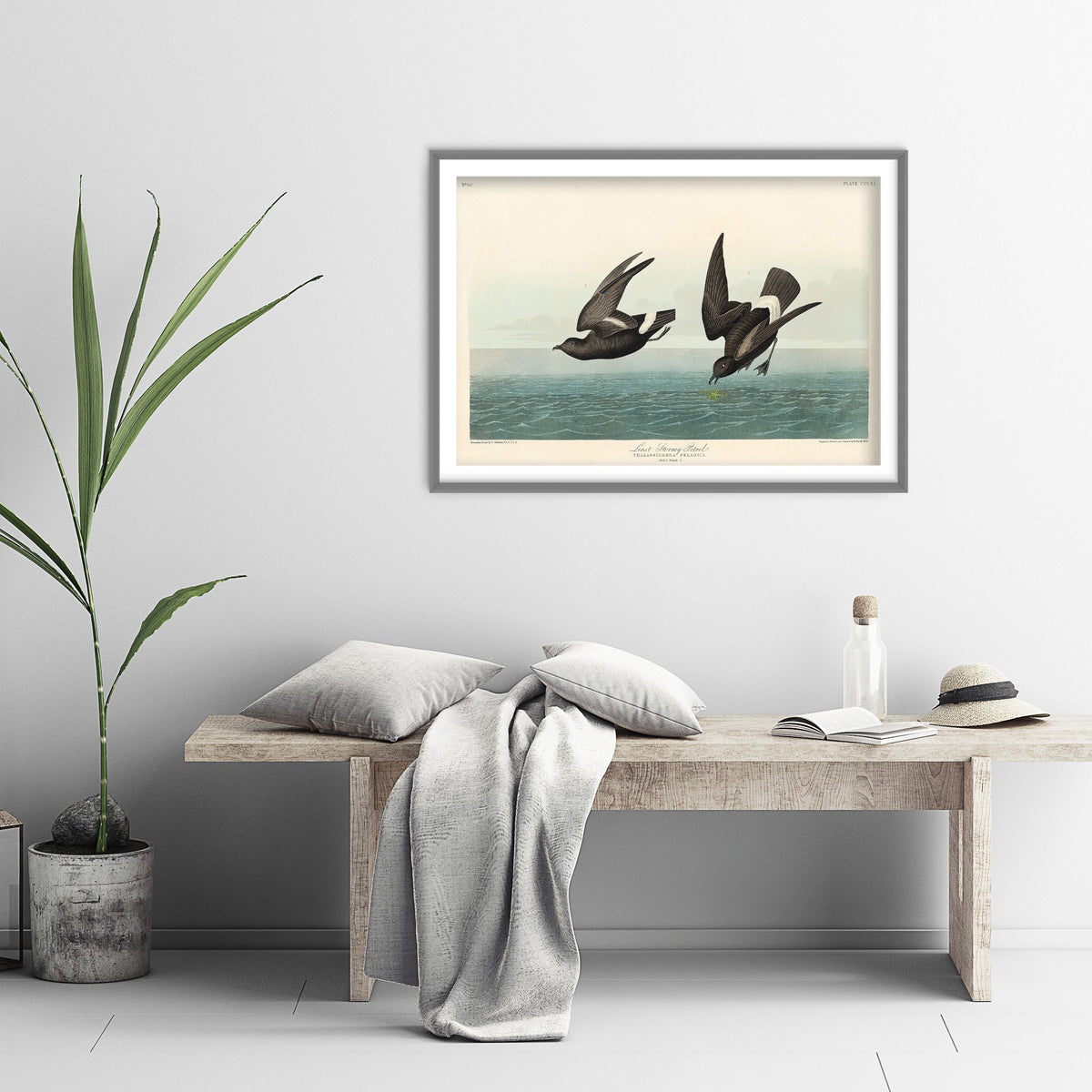 Wilson's Storm-Petrel Over Calm Sea - John James Audubon Birds of America - Vintage Ornithology Art Print Poster Illustration