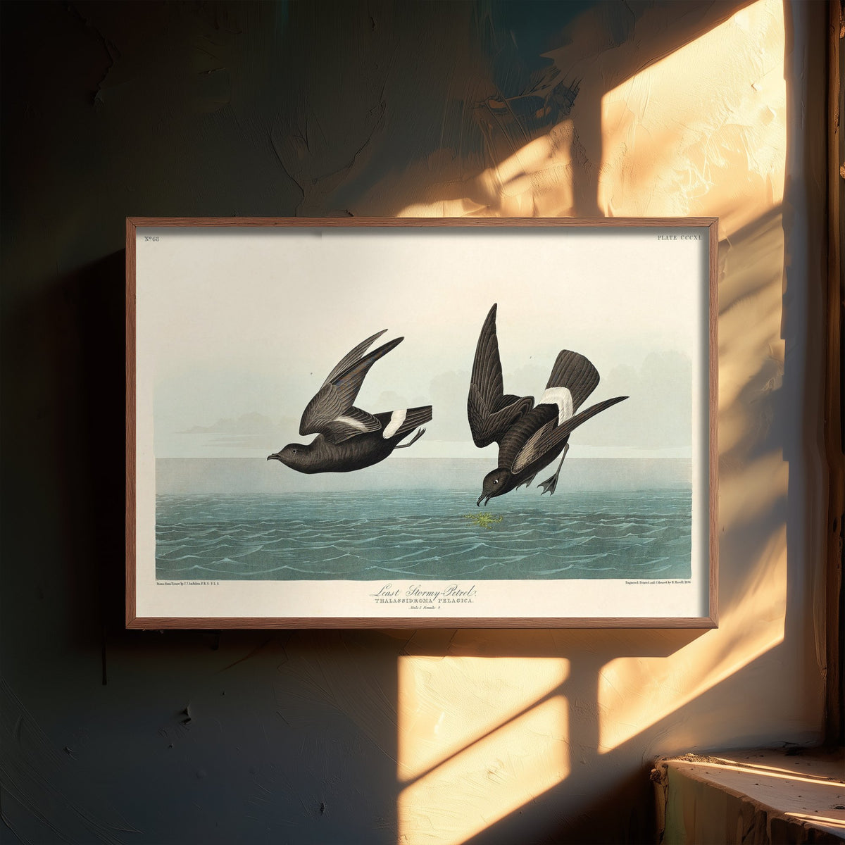Wilson's Storm-Petrel Over Calm Sea - John James Audubon Birds of America - Vintage Ornithology Art Print Poster Illustration
