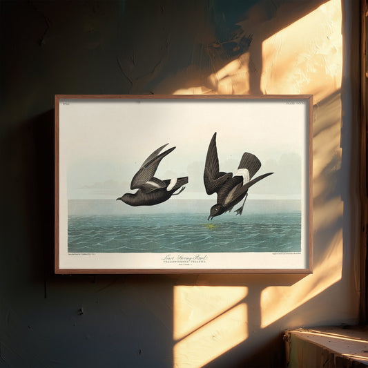Wilson's Storm-Petrel Over Calm Sea - John James Audubon Birds of America - Vintage Ornithology Art Print Poster Illustration