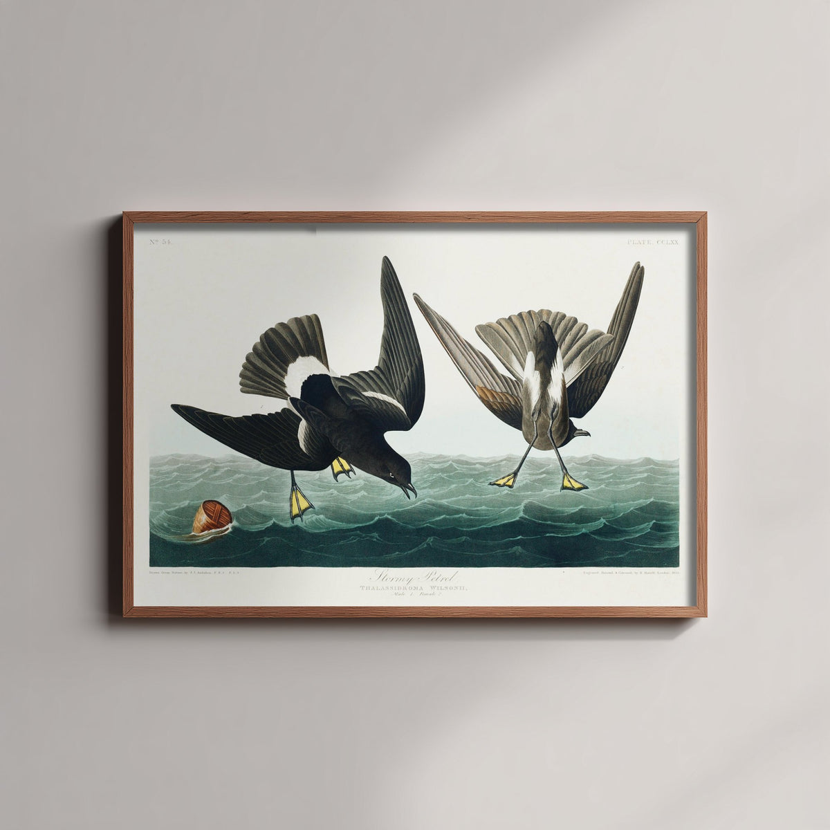 Wilson's Storm-Petrel Pattering on Ocean Waves - John James Audubon Birds of America - Antique Bird Art Print Poster Illustration