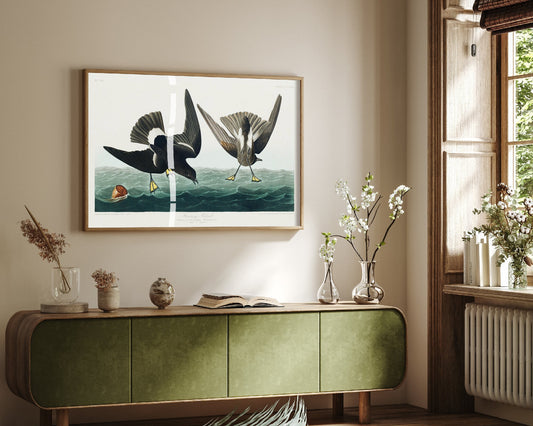 Wilson's Storm-Petrel Pattering on Ocean Waves - John James Audubon Birds of America - Antique Bird Art Print Poster Illustration