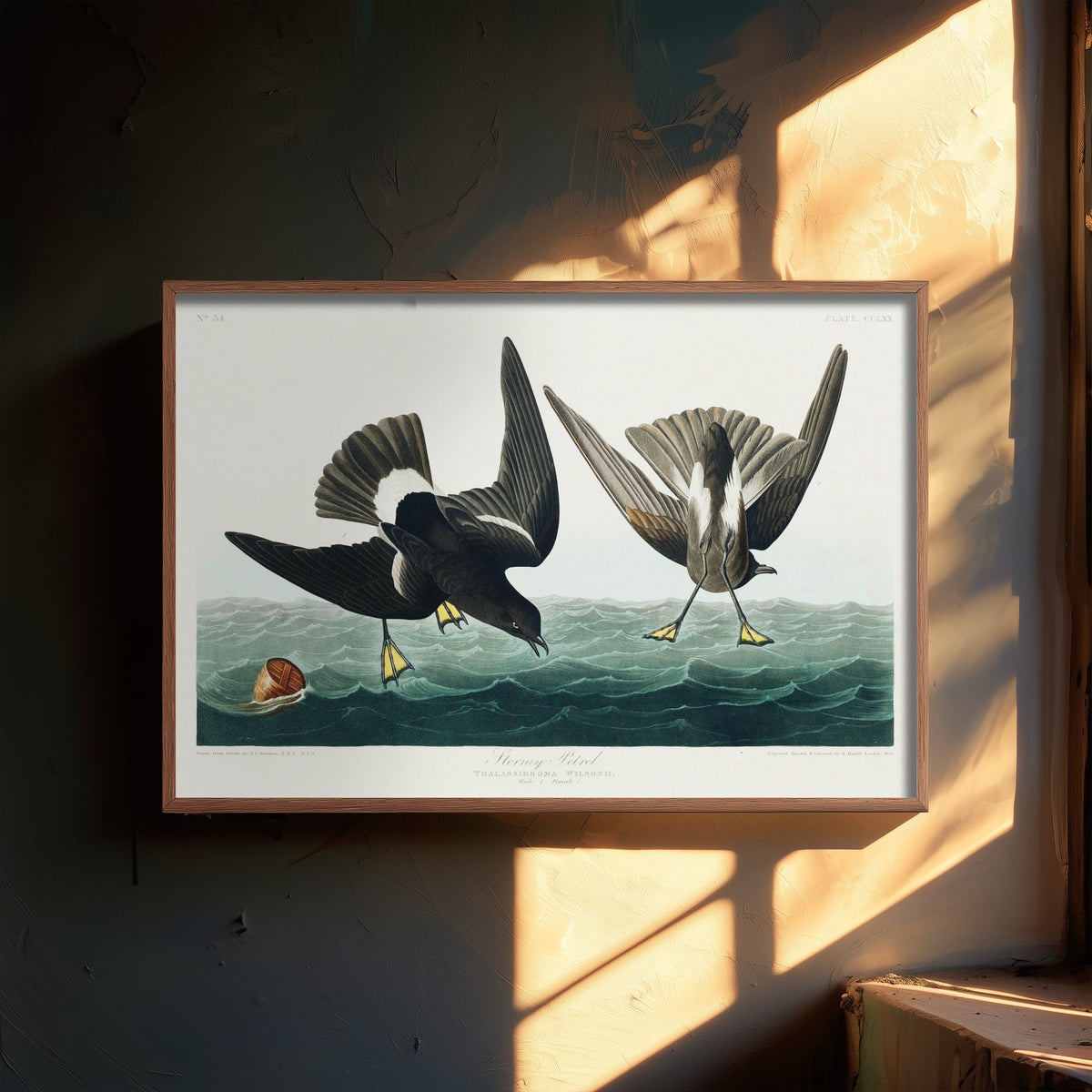 Wilson's Storm-Petrel Pattering on Ocean Waves - John James Audubon Birds of America - Antique Bird Art Print Poster Illustration