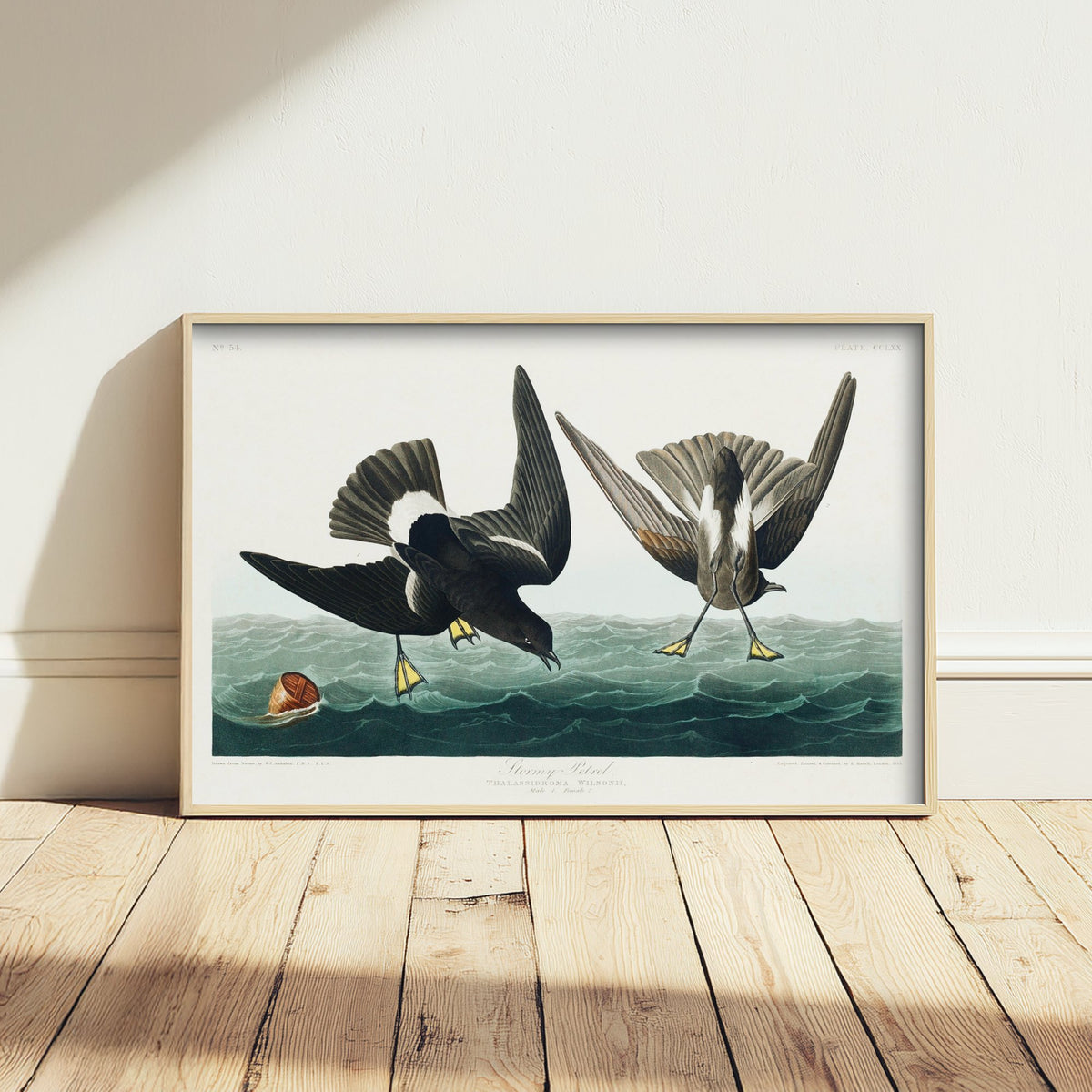Wilson's Storm-Petrel Pattering on Ocean Waves - John James Audubon Birds of America - Antique Bird Art Print Poster Illustration