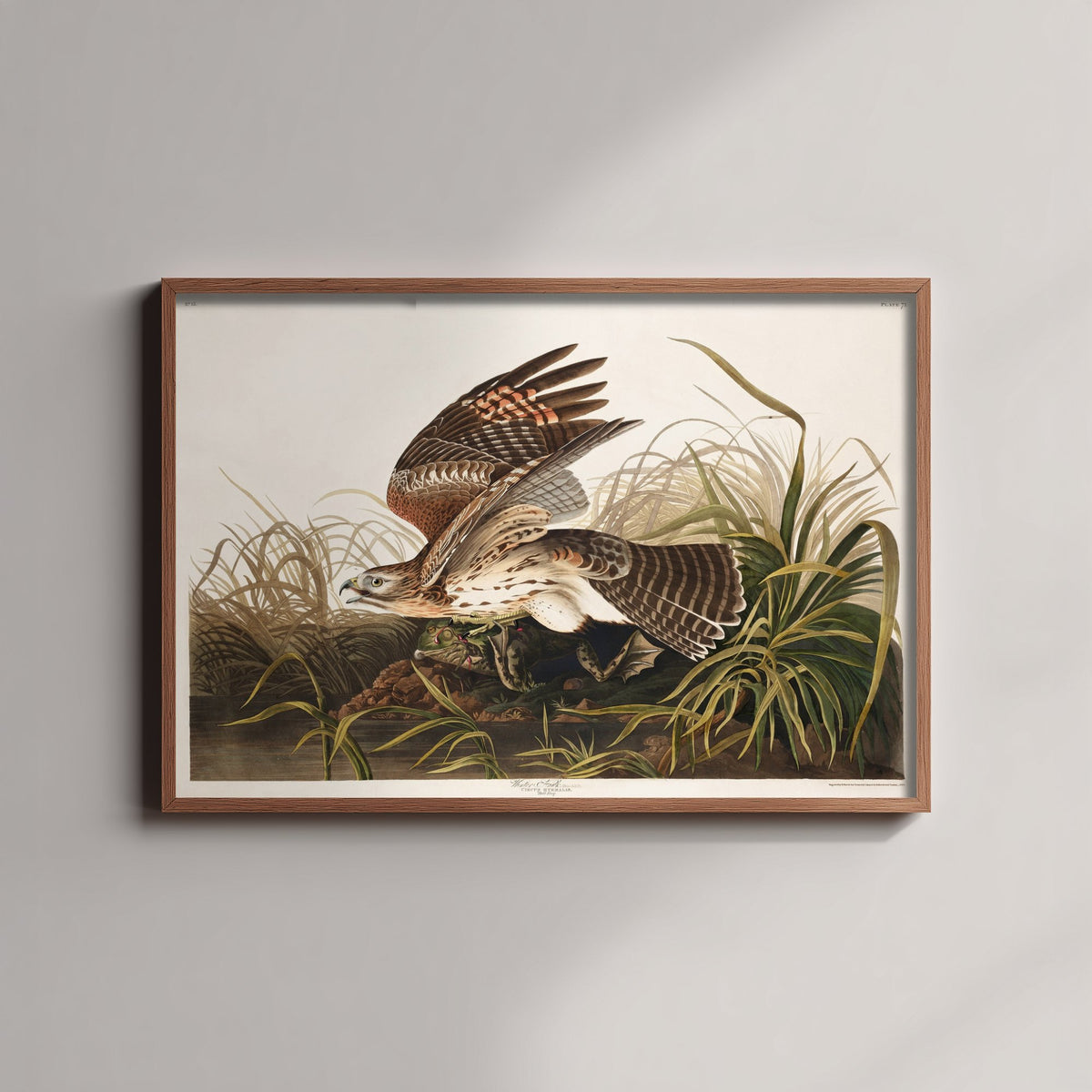 Red-shouldered Hawk with Frog - John James Audubon Birds of America - Vintage Winter Hawk Art Print Poster Illustration