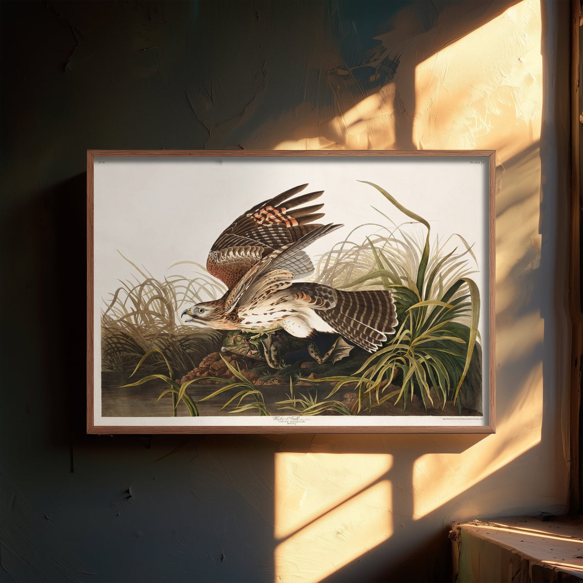 Red-shouldered Hawk with Frog - John James Audubon Birds of America - Vintage Winter Hawk Art Print Poster Illustration