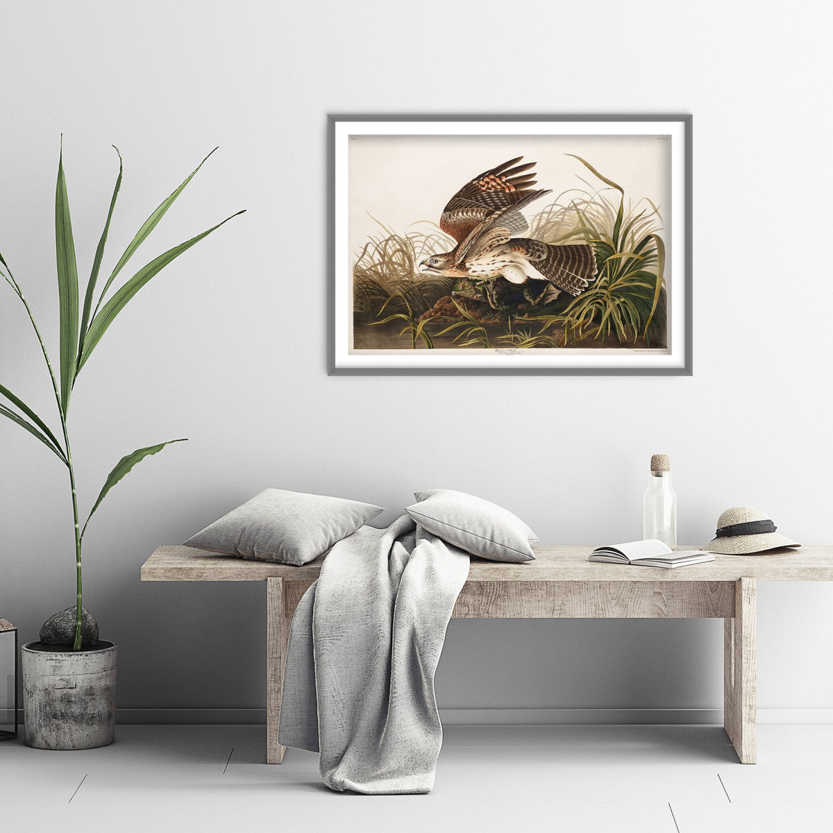 Red-shouldered Hawk with Frog - John James Audubon Birds of America - Vintage Winter Hawk Art Print Poster Illustration