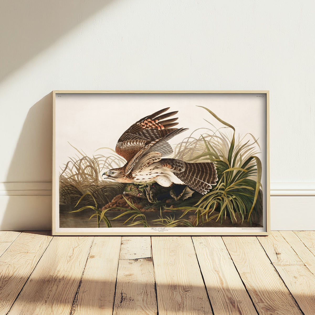 Red-shouldered Hawk with Frog - John James Audubon Birds of America - Vintage Winter Hawk Art Print Poster Illustration