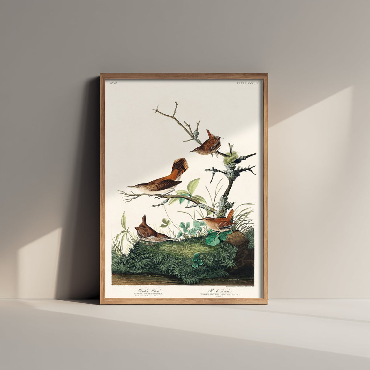Winter Wren - John James Audubon Birds of America - Vintage Songbird Art Print Poster Illustration