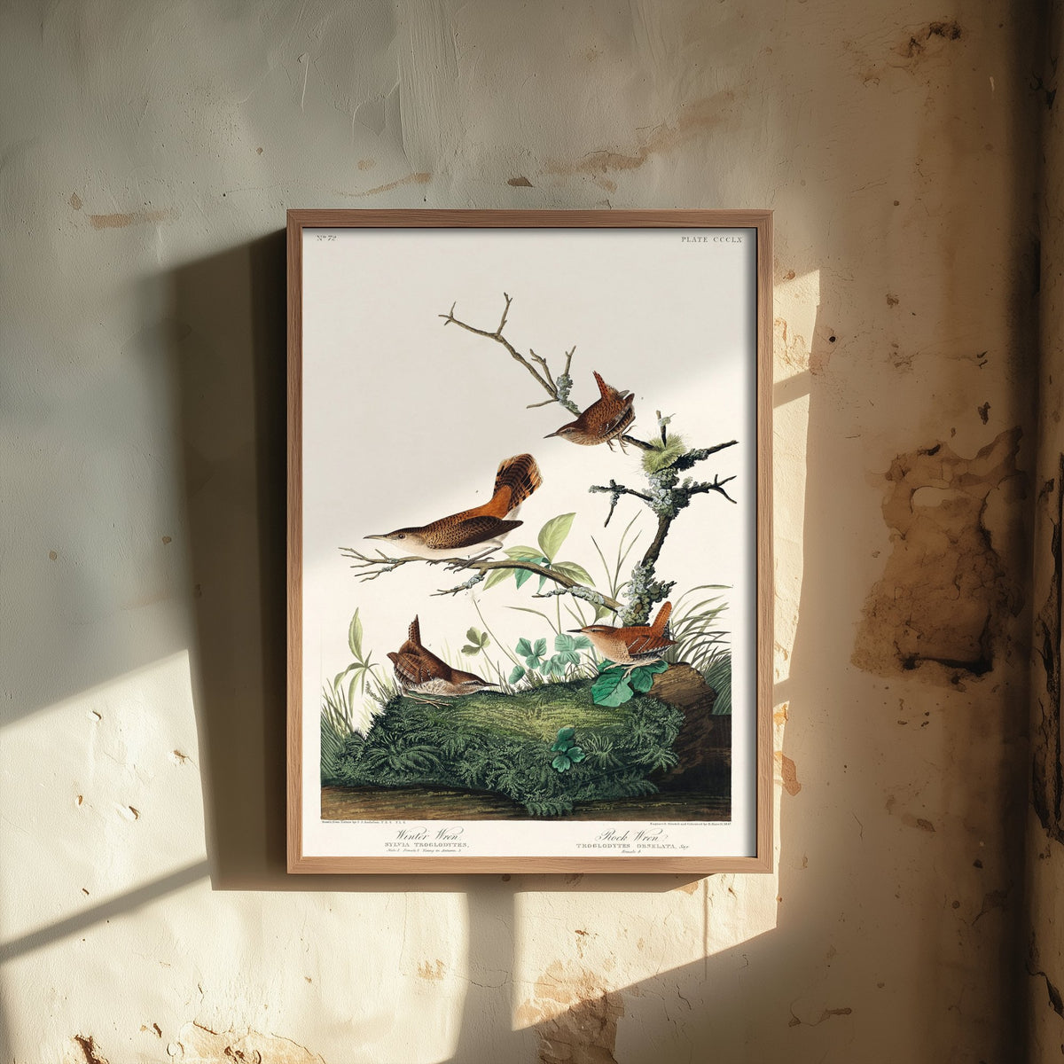 Winter Wren - John James Audubon Birds of America - Vintage Songbird Art Print Poster Illustration