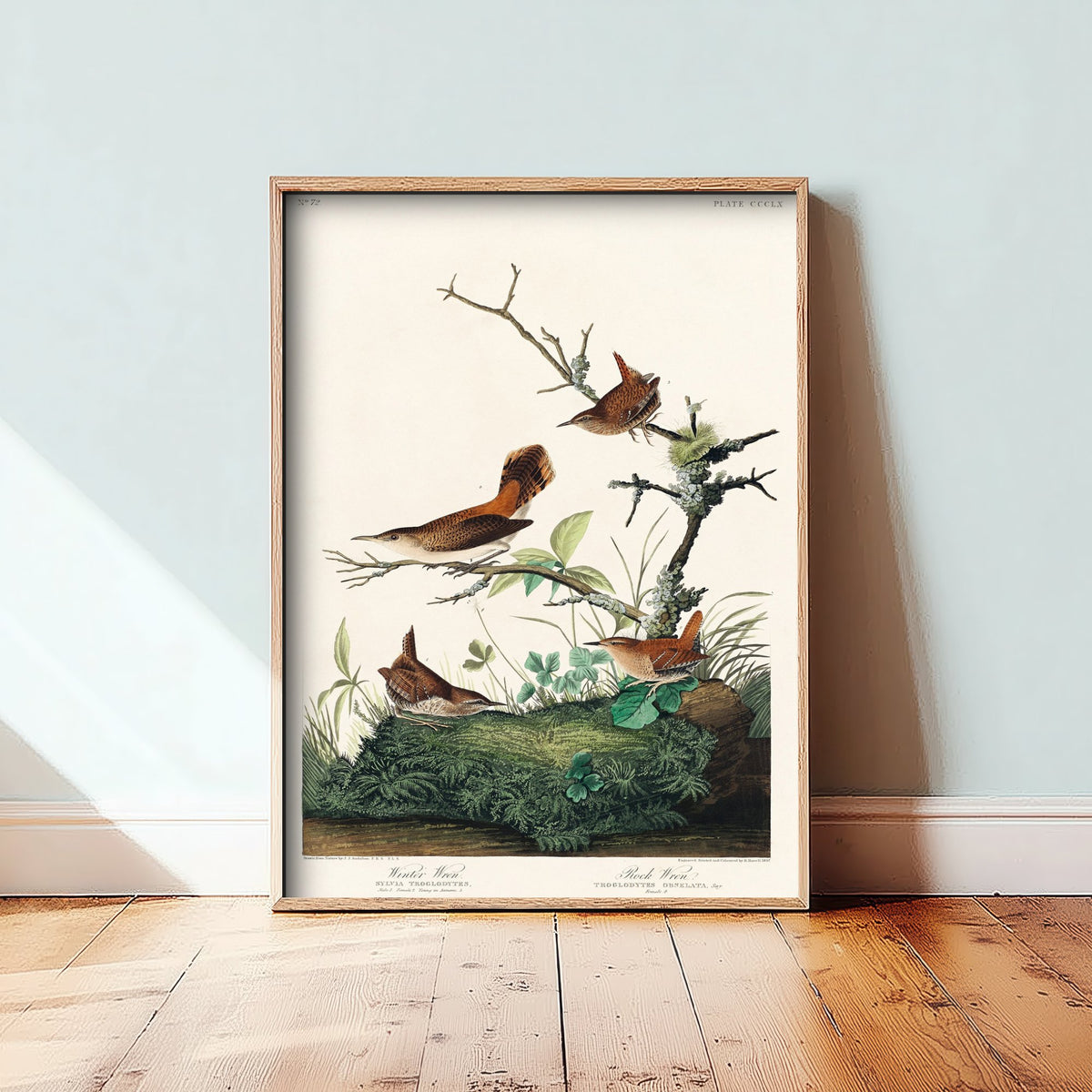 Winter Wren - John James Audubon Birds of America - Vintage Songbird Art Print Poster Illustration