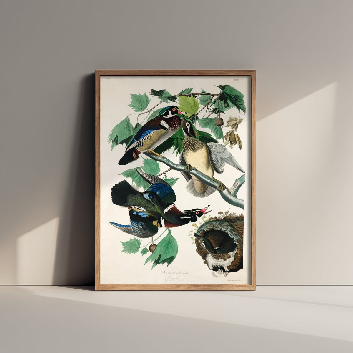 Wood Duck - John James Audubon Birds of America - Vintage Waterfowl Art Print Poster Illustration
