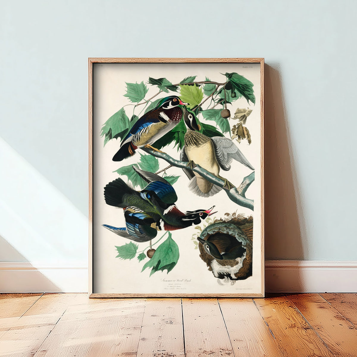 Wood Duck - John James Audubon Birds of America - Vintage Waterfowl Art Print Poster Illustration
