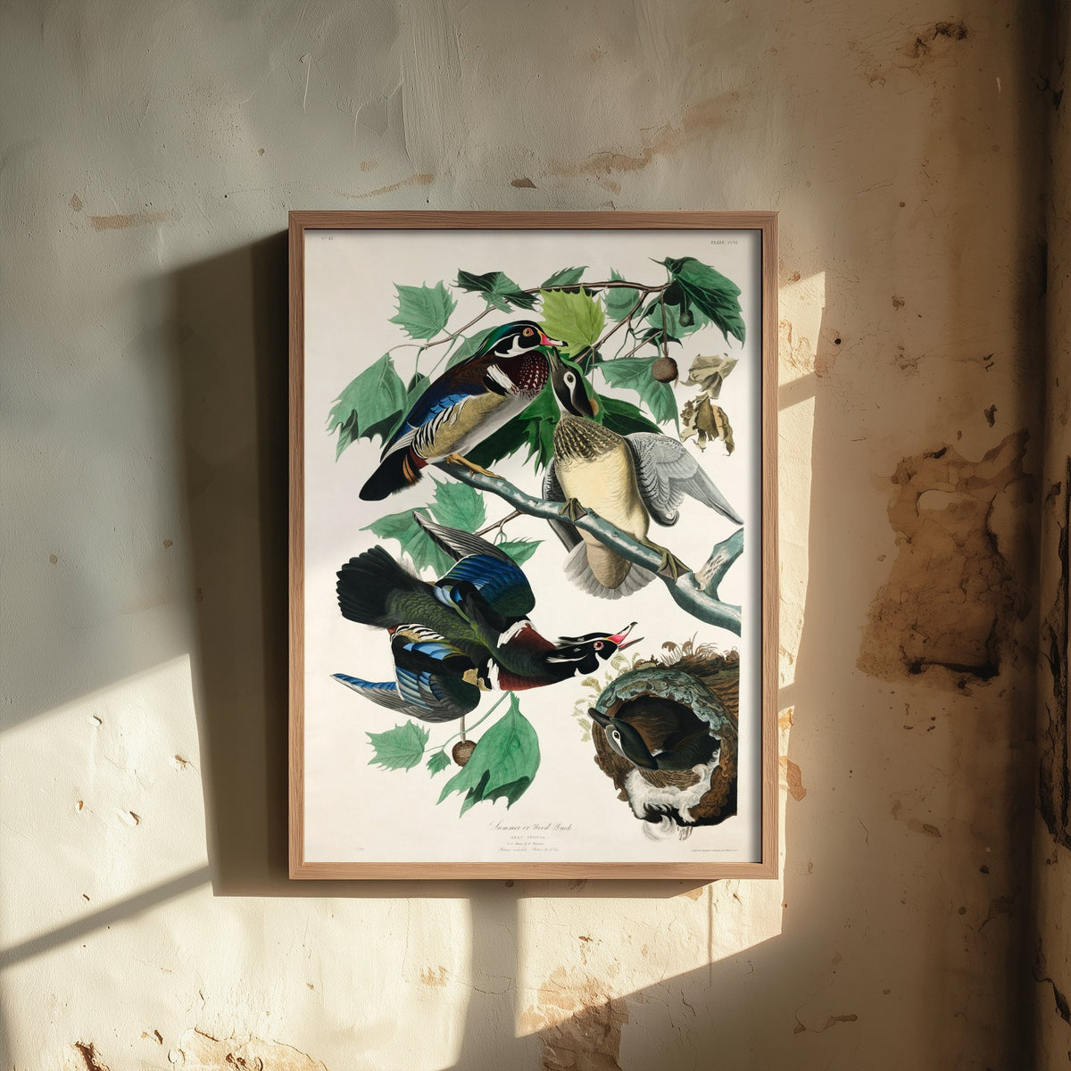 Wood Duck - John James Audubon Birds of America - Vintage Waterfowl Art Print Poster Illustration