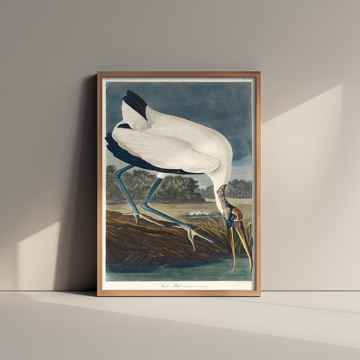 Wood Stork - John James Audubon Birds of America - Vintage Wood Ibis Art Print Poster Illustration