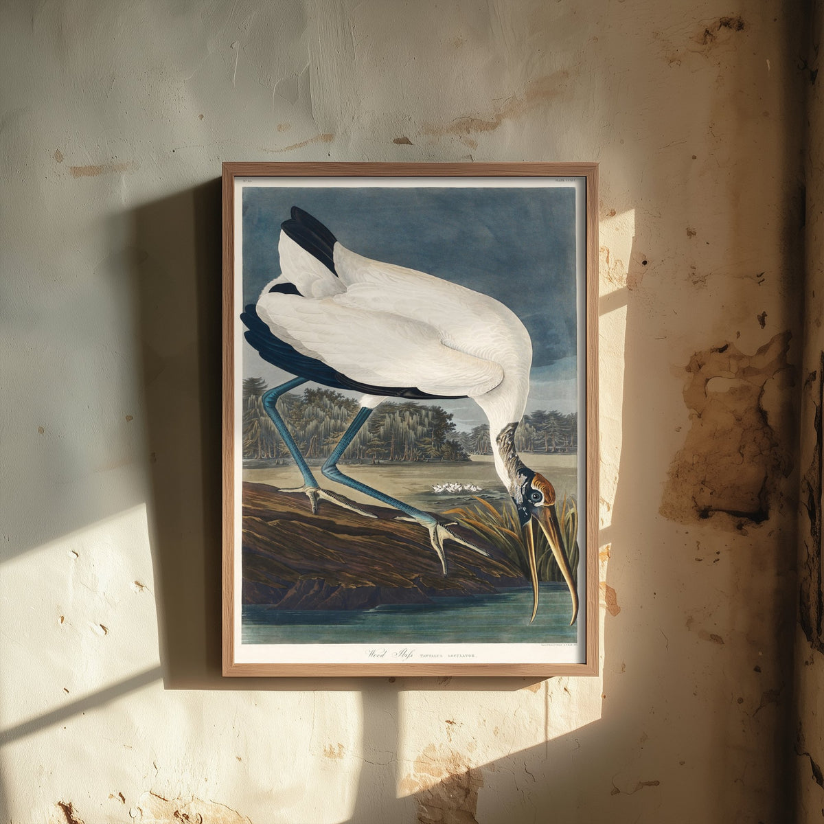 Wood Stork - John James Audubon Birds of America - Vintage Wood Ibis Art Print Poster Illustration