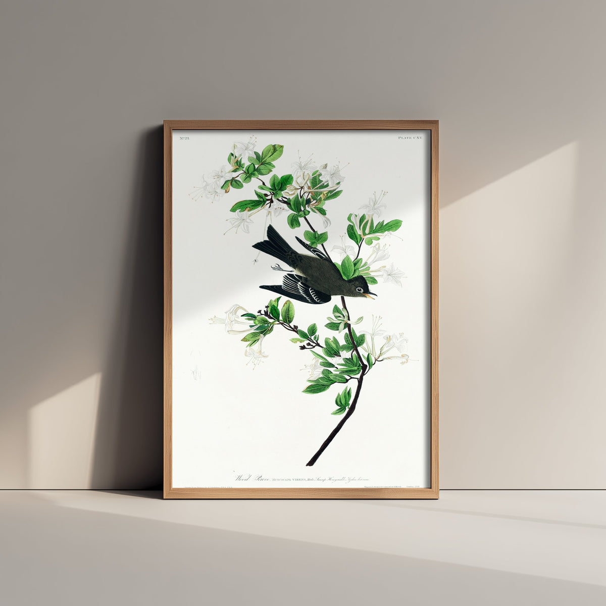 Eastern Wood-Pewee - John James Audubon Birds of America - Vintage Flycatcher Art Print Poster Illustration