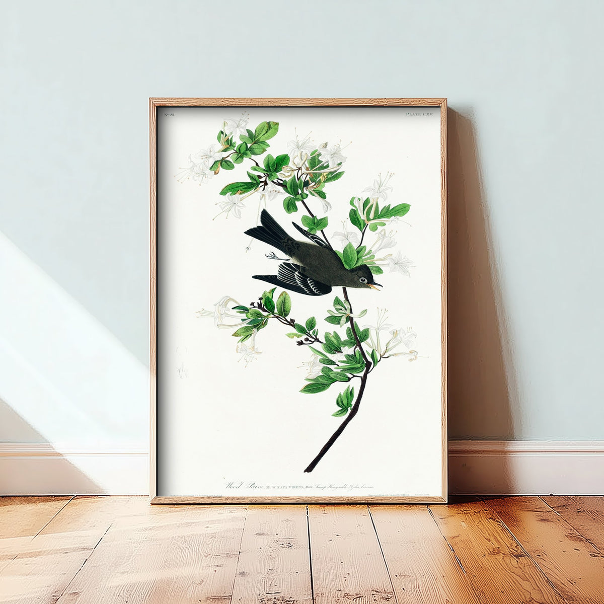 Eastern Wood-Pewee - John James Audubon Birds of America - Vintage Flycatcher Art Print Poster Illustration
