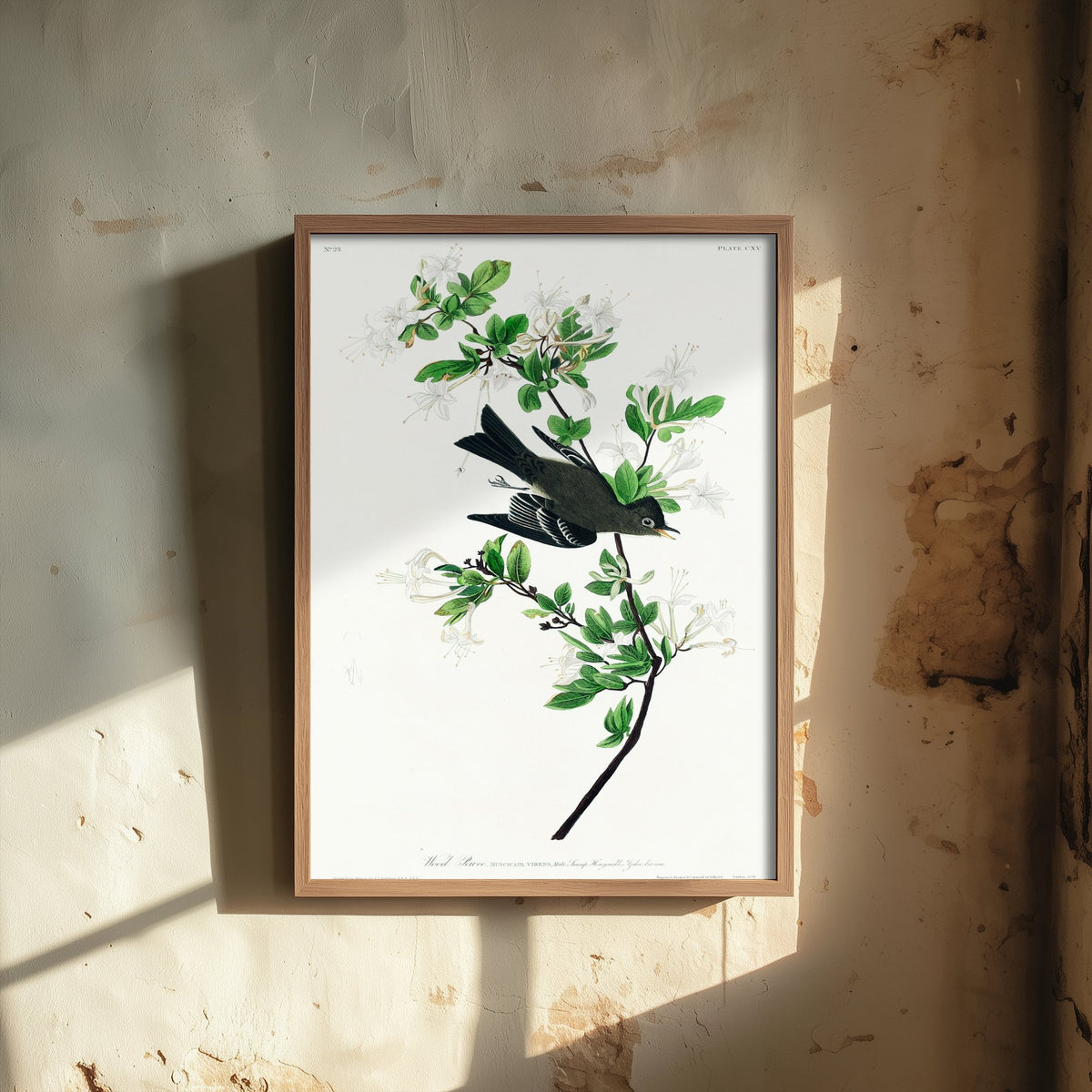 Eastern Wood-Pewee - John James Audubon Birds of America - Vintage Flycatcher Art Print Poster Illustration