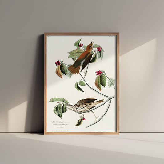 Wood Thrush - John James Audubon Birds of America - Vintage Songbird Art Print Poster Illustration